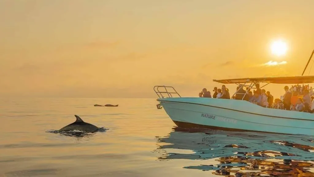 Une excursion pour aller voir les dauphins ร Majorque